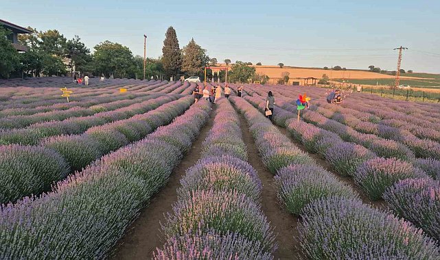 Mor tarla turizmi başladı