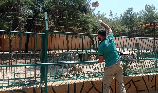 Sıcaktan bunalan yırtıcı hayvanlara buzlu kokteyl