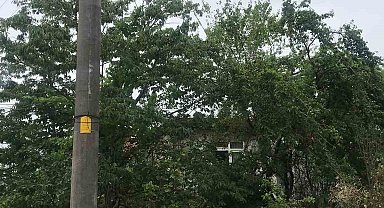 Ağaçların içinden geçen elektrik telleri tehlike saçıyor