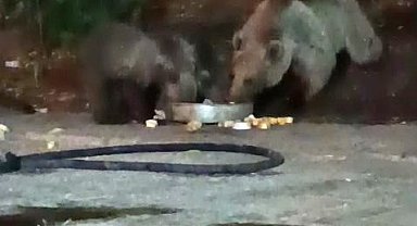 Anne ayı yavrularını da alıp geldi, karnını doyurdu