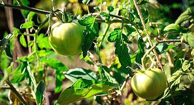 Ataşehir Belediyesi Kent Bostanları için yeni dönem başvuruları başlıyor