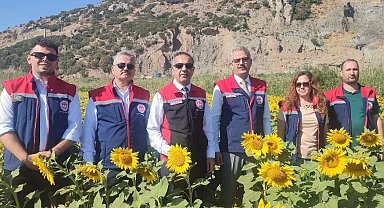 Aydın'da 95 bin dekar alanda ayçiçeği ekiliyor