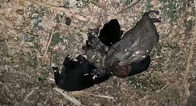 Bahçede iple boğulmuş 3 yavru köpek bulundu