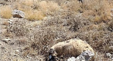 Başkale'de kurt saldırısı: Onlarca koyun telef oldu