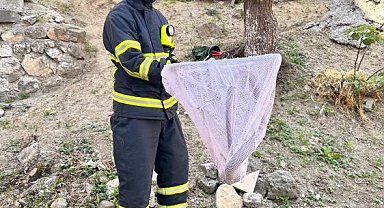 Bilecik'te caddede yakalanan 'oluklu kertenkele' doğaya salındı