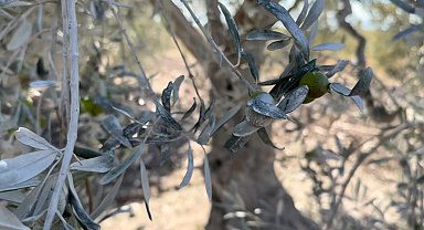 Bursa Beton'un tozu çiftçiyi perişan etti