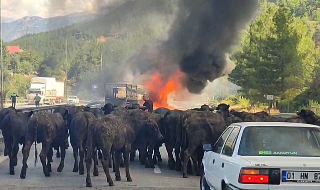 Büyükbaş hayvan yüklü tır alev alev yandı