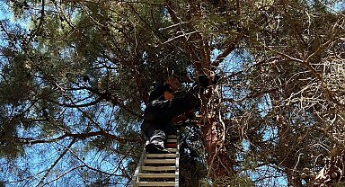 Çam ağacında mahsur kalan kediyi itfaiye kurtardı