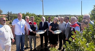 Çeşme'de damla sakızı ve zeytin hasadı başladı