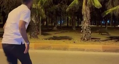 Çukurova Üniversitesi'nin yapamadığını vatandaş havlayarak yaptı domuzlar kaçtı