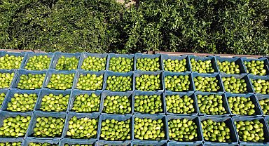 Çukurova'da limon hasadı: Geçen yıl 1 TL olan limon bahçede 20 TL