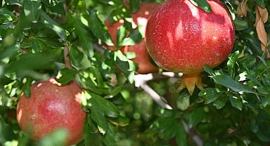 Denizli'de nar hasadı başladı