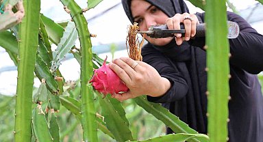 Ejder meyvesi en çok kurutulan ürünler arasına girdi
