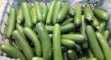 Elazığ'da 17 bin ton salatalık üretimiyle örtü altı sezonu başladı