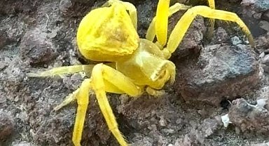 Elazığ'da Sarı Yengeç örümceği görüldü