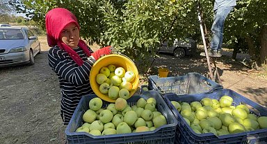 Elma diyarı Eğirdir'de hasat başladı, kuraklık rekolteyi vurdu