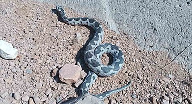 Engerek yılanı görüntüsüyle ürküttü