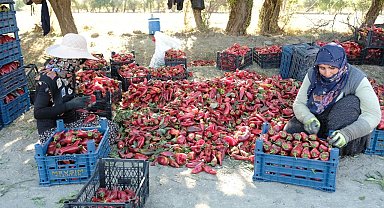 Erzincan'da 100 tonluk üretim hedefi gerçek oldu!