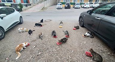 Evinin önüne gelen kedileri her sabah besliyor