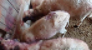 Gece ağıla giren kurt, 8 kuzuyu telef etti