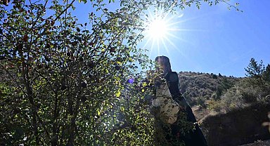 Gümüşhane'nin 'dikenli gülü' kuşburnu, zahmetli yolculukla sofraya geliyor