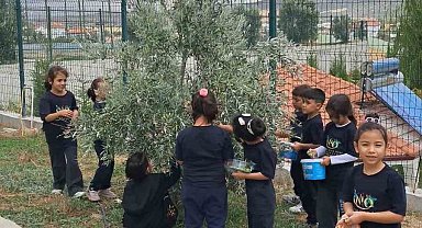 İlkokul öğrencileri okul bahçesindeki zeytin ağaçlarında hasat yaptı