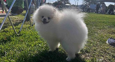 Irk Standartları ve Güzelliği Yarışması'na katılan 53 farklı ırk ile 150 köpek yarıştı