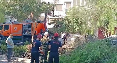 İzmir'de ağaç park halindeki otomobillerin üzerine devrildi