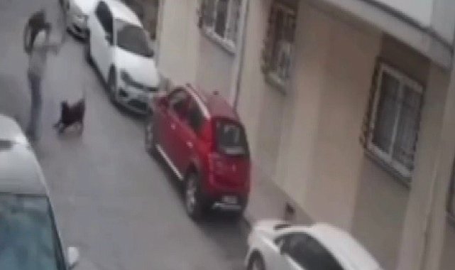 İzmir'de köpeğe kemerli şiddet