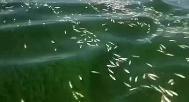 Kahramanmaraş'ta balık ölümleri