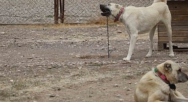 Kangallar, kış aylarında ezeli düşmanları aynı zamanda kuzenleri olan kurtların özelliklerini gösteriyor
