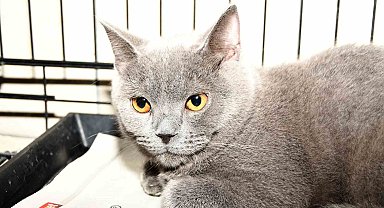 Kemer'de 27 köpek ve 122 kedi kısırlaştırıldı