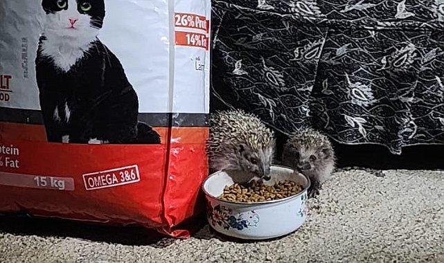 Kirpi ailesi kedilere bırakılan mamaya ortak oldu