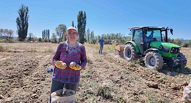 Kümbet'te yetiştirilen doğal patatesin hasadı başladı
