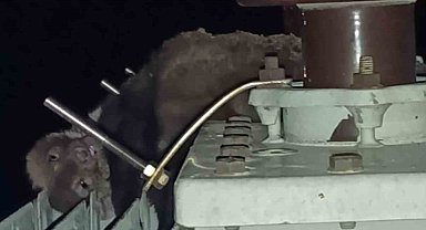 Mahalledeki elektrik kesintisinin sebebi sansar çıktı