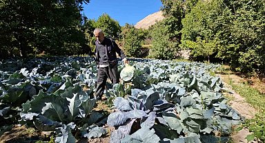 Malatya'da Gökyar lahanasında hasat zamanı