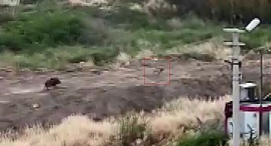 Mersin'de domuz sürüsü köpeği kovaladı: O anlar kamerada