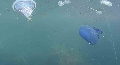 Müsilaj başladı denizanaları öldü