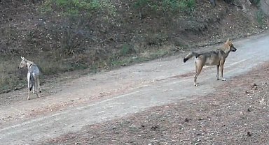 Ormanda yiyecek arayan kurtlar fotokapanda