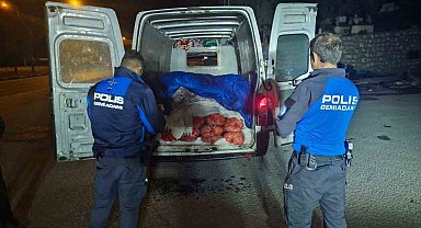 Samsun'da 5 ton kaçak midye ele geçirildi