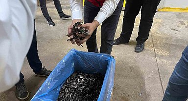 Saray ormanlarından trüf mantarı ihracatı