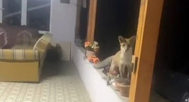 Saray'da tilki ile sohbet görenleri güldürdü