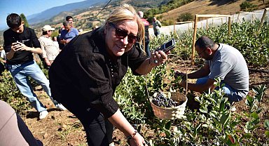 Sındırgı'da Aronya Hasat Şenliği coşkusu