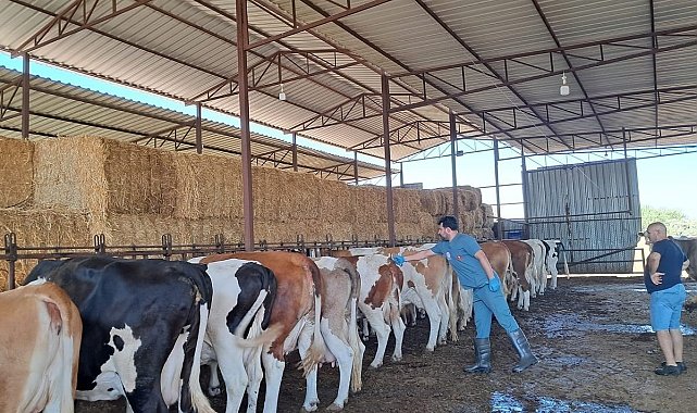 Söke'de şap karantinası kaldırıldı