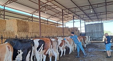 Söke'de şap karantinası kaldırıldı