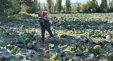 Tarım ürünlerinin tarladaki kalite kontrolleri devam ediyor