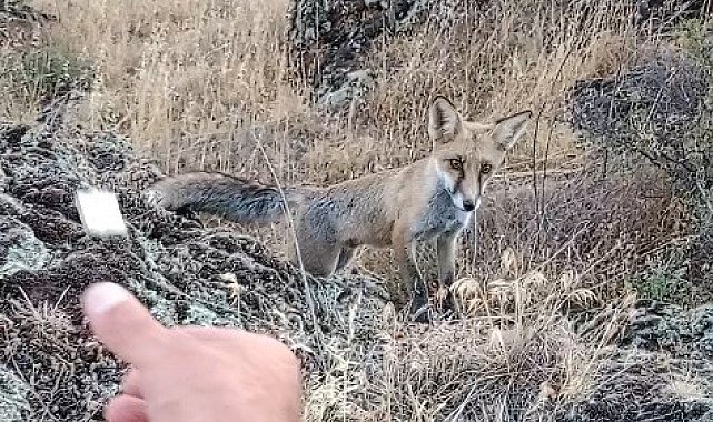 Tavşanlı Şaban Dede mesire alanında tilki ile dostluk