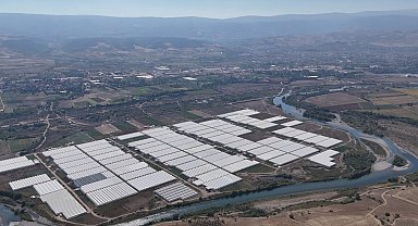 Tokat çiçekçilikte bölge lideri oldu; 600 dekarda 20 çeşit çiçek yetiştiriliyor