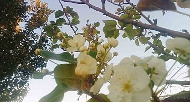 Tunceli'de çiçek açan armut ağacı şaşırttı