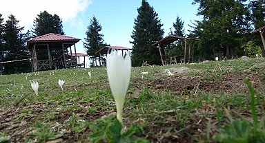 Vargitler açtı, yaylalar sessizliğe büründü